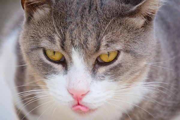 Welche Ernährung ist am besten für die Gesundheit von Haustieren?